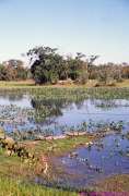 1989.07.01_BRASIL_007-Pantanal.jpg