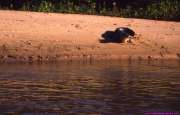 1989.07.01_BRASIL_009-Pantanal.jpg