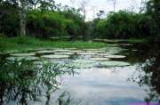 1989.07.01_BRASIL_041-Amazonas.jpg