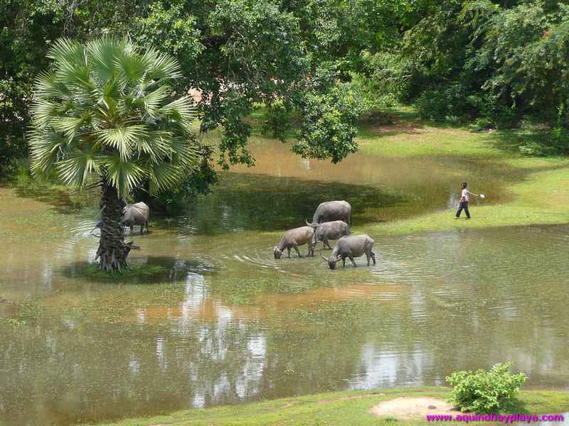 2007_07_15-CAMBOYA_063-ANGKOR.jpg