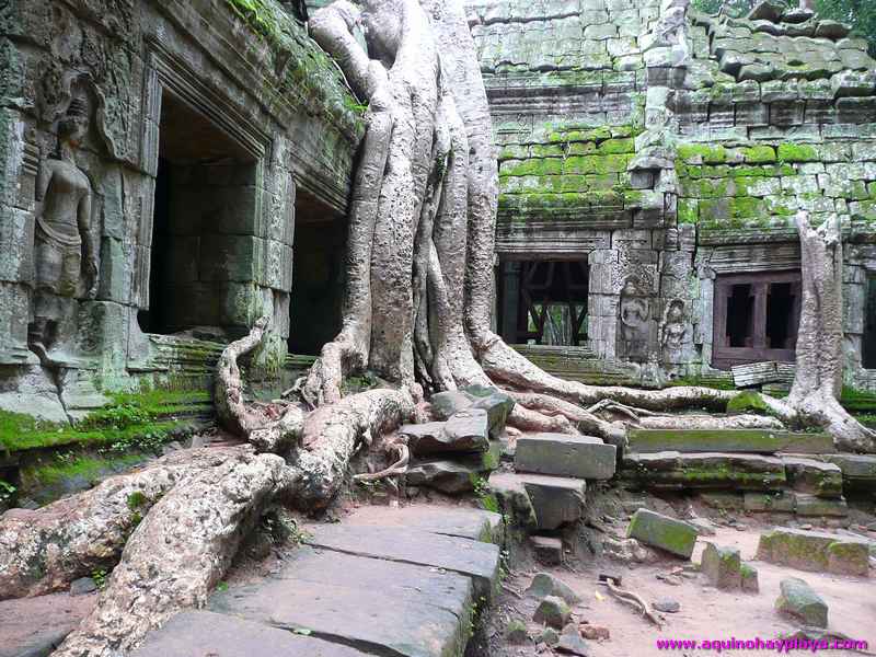 2007_07_15-CAMBOYA_089-ANGKOR_TaProhm.jpg