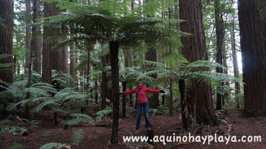 2014_07_08-037-NUEVA_ZELANDA-Rotorua-RedWoods.JPG