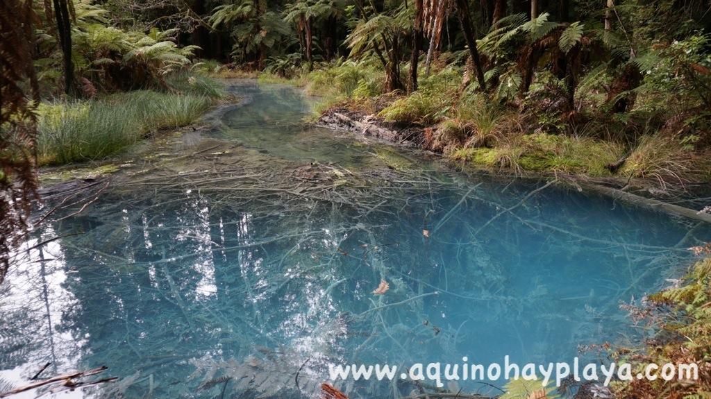 2014_07_08-038-NUEVA_ZELANDA-Rotorua-RedWoods.JPG