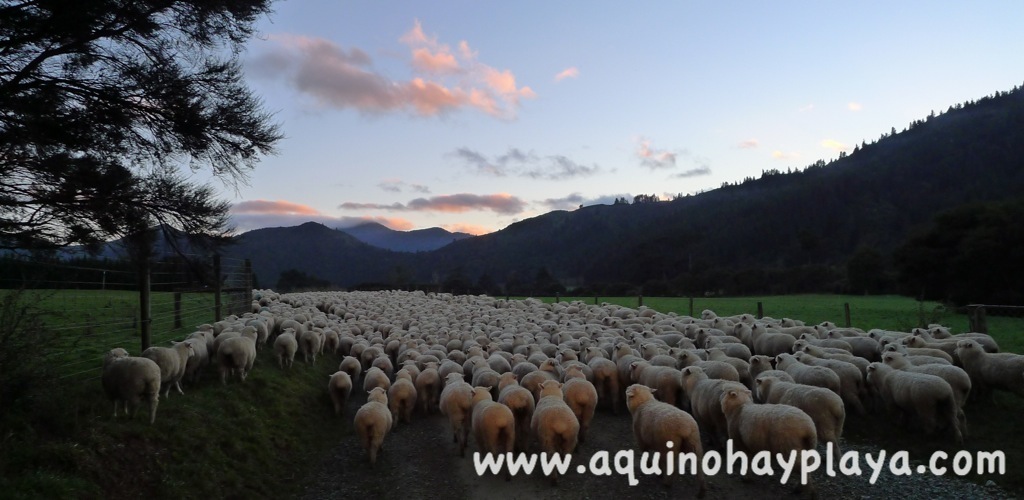 2014_07_15-144-NUEVA_ZELANDA-Kenepuru.JPG