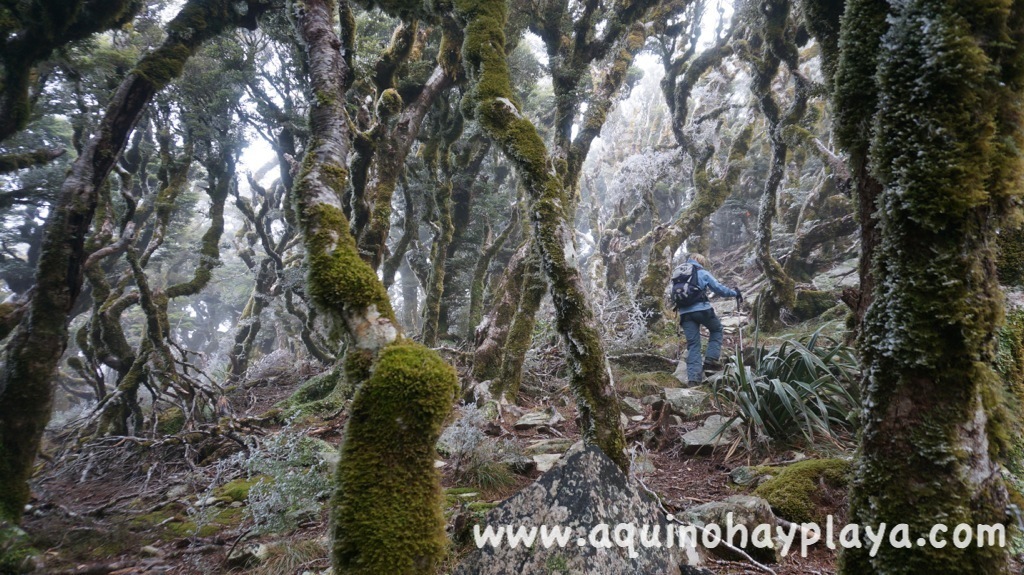 2014_07_15-150-NUEVA_ZELANDA-Stokes.JPG