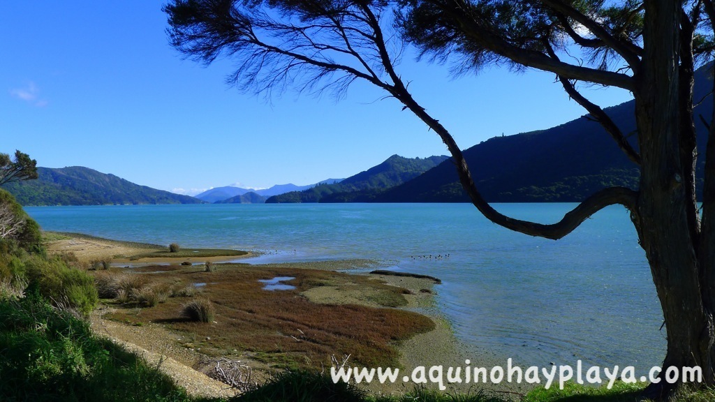 2014_07_15-169-NUEVA_ZELANDA-Kenepuru.JPG