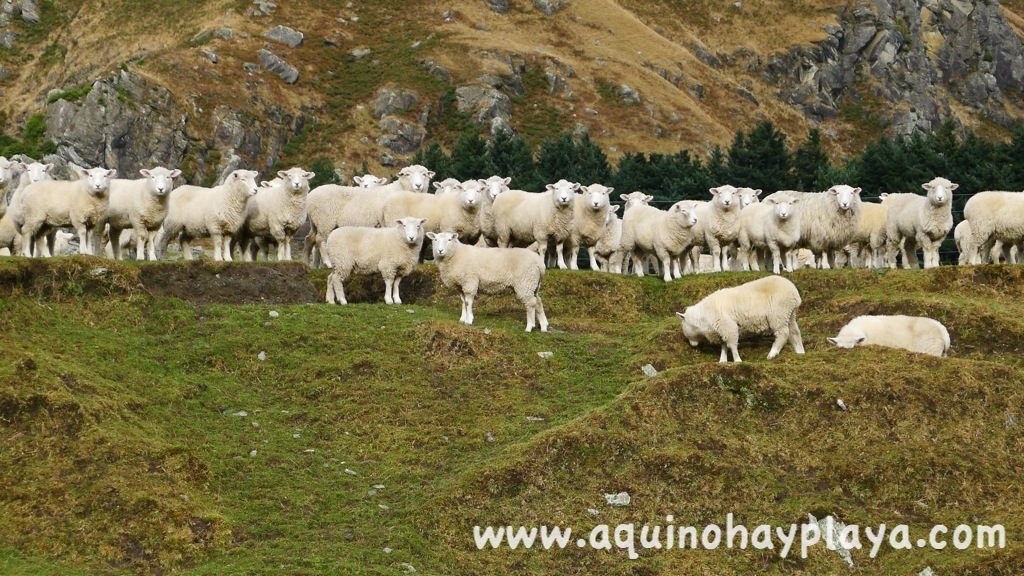 2014_07_21-288-NUEVA_ZELANDA-Matukituki.JPG