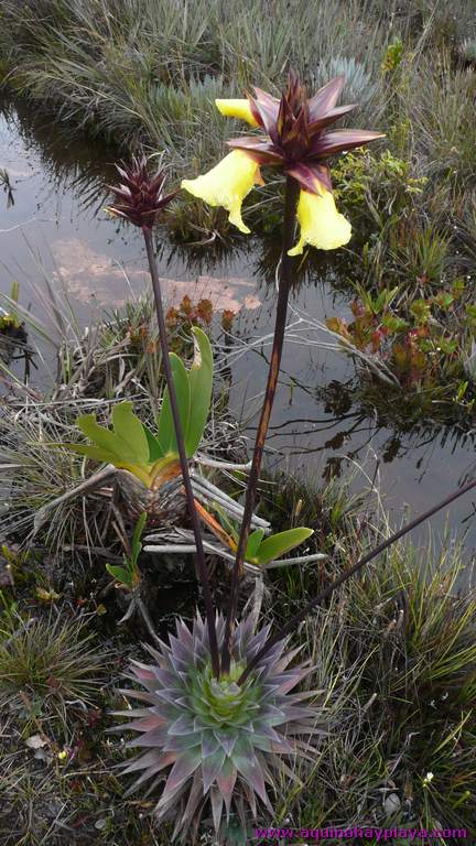 2010_07_08-VENEZUELA-157-Roraima.jpg