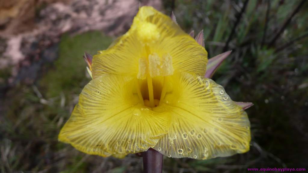 2010_07_08-VENEZUELA-167-Roraima.jpg