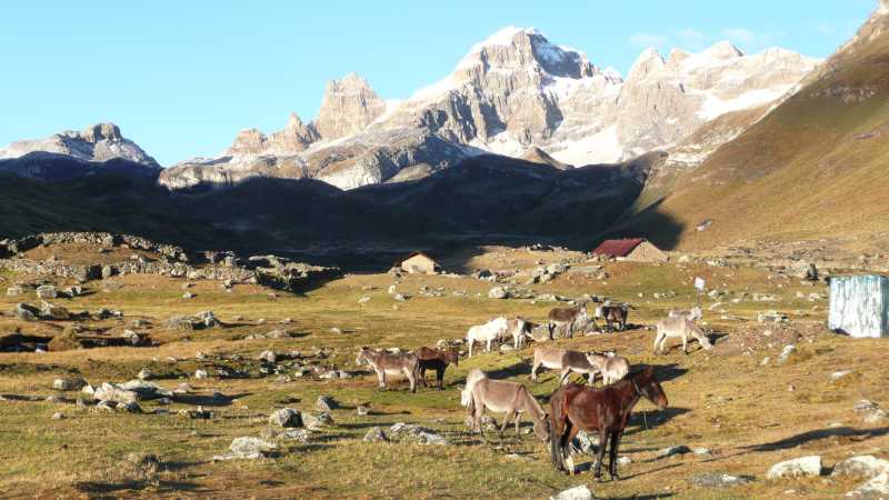 2009_07_09-PERU-065-TrekHuayhuash-d5.jpg