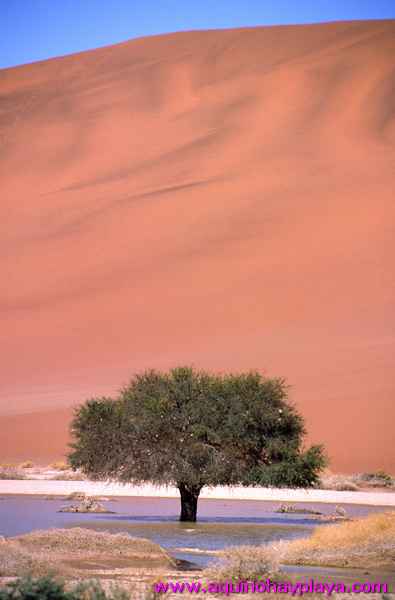 2000.07.01-Safariaustral_035-desiertoSossuvlei.jpg
