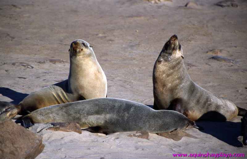 2000.07.01-Safariaustral_039-Namibia_CapeCross.jpg