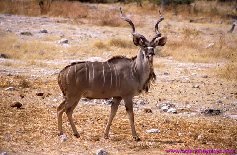 2000.07.01-Safariaustral_053-Namibia_Etosha.jpg