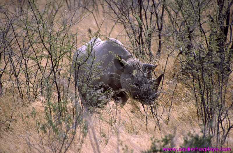 2000.07.01-Safariaustral_055-Namibia_Etosha.jpg