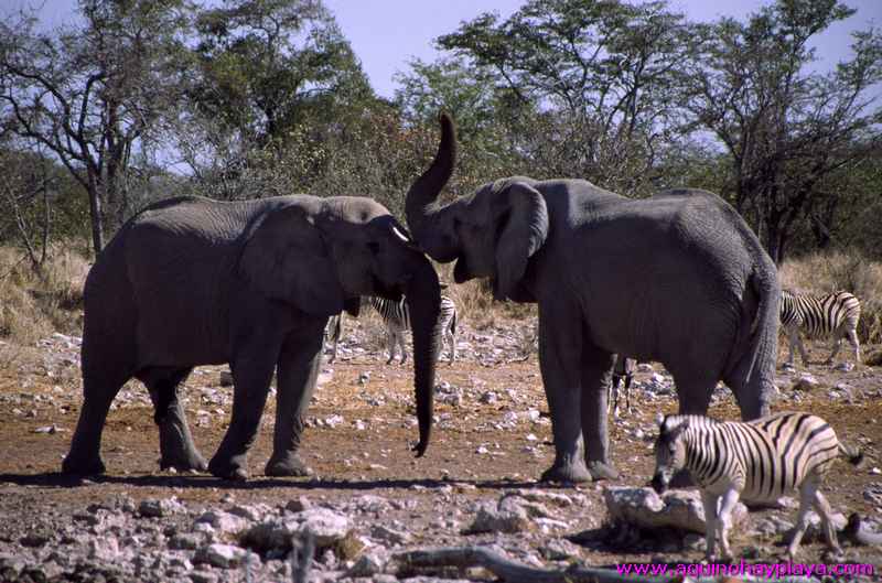 2000.07.01-Safariaustral_057-Namibia_Etosha.jpg