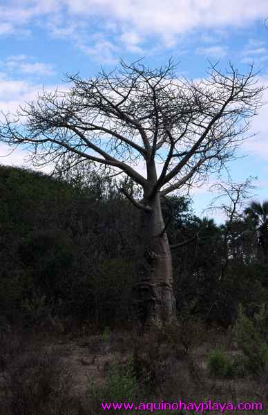 2000.07.01-Safariaustral_063-deltaokavango.jpg