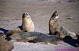 2000.07.01-Safariaustral_039-Namibia_CapeCross.jpg