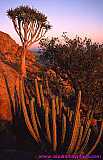 2000.07.01-Safariaustral_044-Namibia_Waterberg.jpg