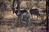 2000.07.01-Safariaustral_046-Namibia_Etosha.jpg