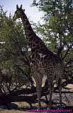 2000.07.01-Safariaustral_047-Namibia_Etosha.jpg