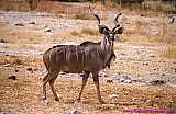 2000.07.01-Safariaustral_053-Namibia_Etosha.jpg