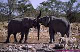 2000.07.01-Safariaustral_057-Namibia_Etosha.jpg